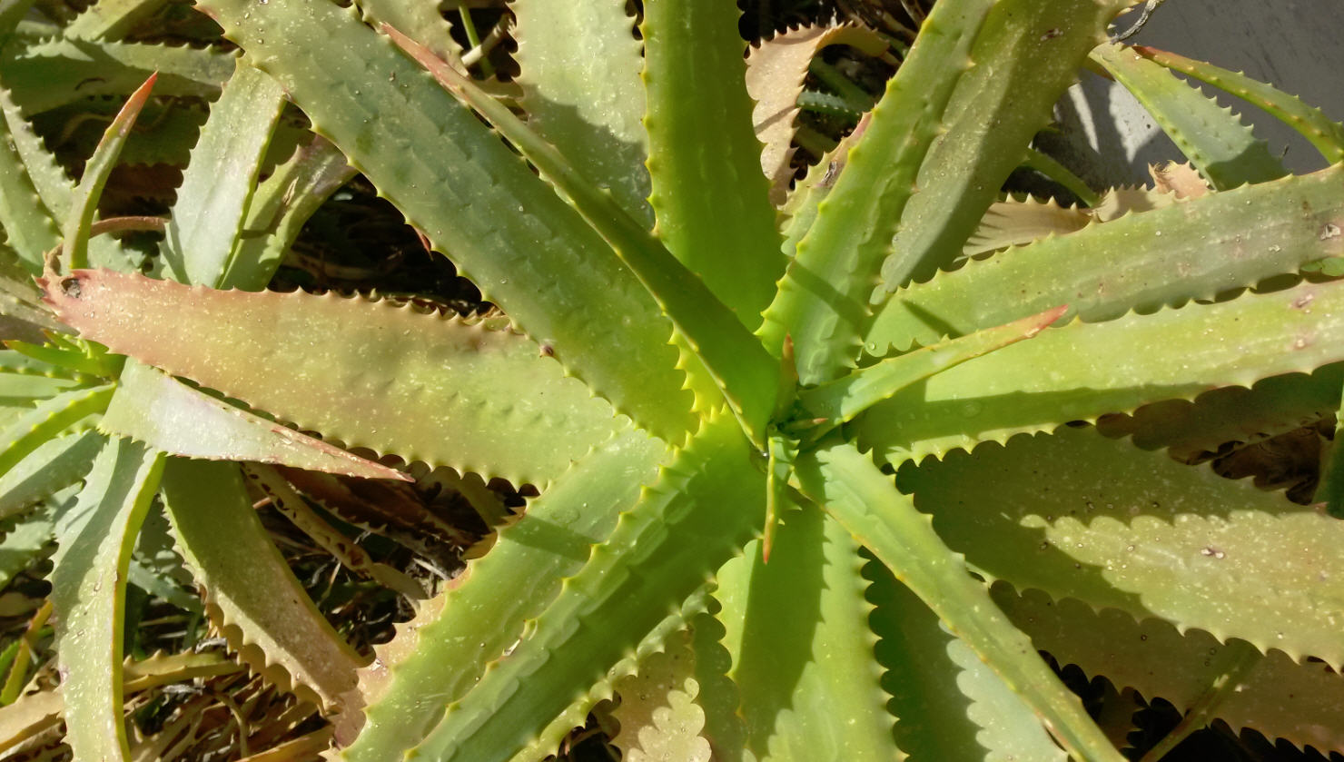 Aloe vera o aloe pubescens?